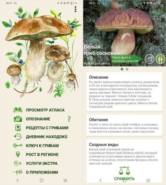  Пять незаменимых бесплатных приложений для Android Приложения  - mushrooms-750x835-1